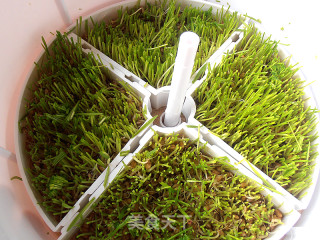 苹果柠檬小麦草汁的做法步骤：3