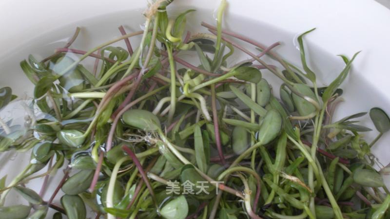 黑豆芽苗菜的做法