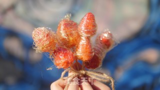 【初味日记】草莓冰糖葫芦的做法