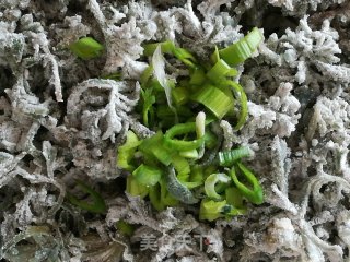 蒸茵陈的做法