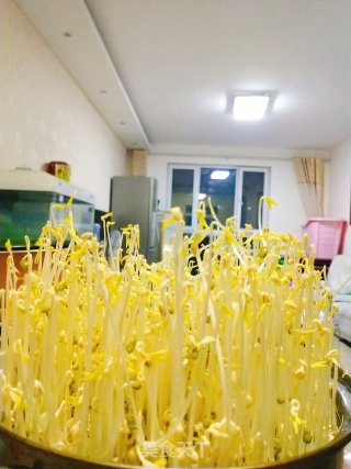 自发绿豆芽的做法