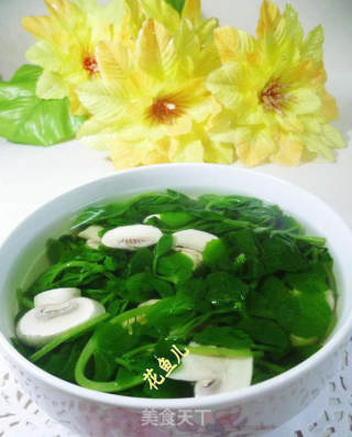 鲜蘑菇豆苗清汤的做法