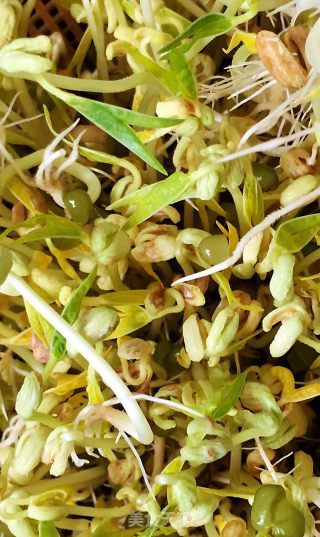自发绿豆芽的做法