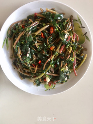 炒马齿苋的做法