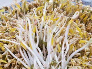 生绿豆芽的做法