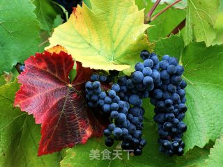 自制葡萄酒的做法步骤：1