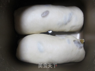 65度汤种葡萄干面包的做法步骤：8
