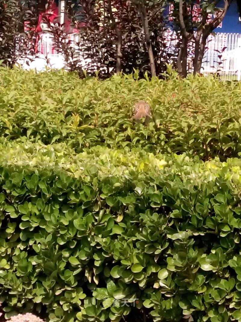 菠菜牛肉锅（卡尔多）的做法