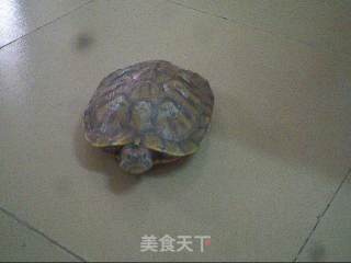 乌龟炖鸡的做法步骤：1