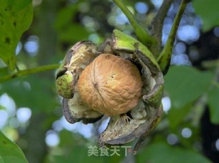 补脑佳品－甜酥核桃的做法步骤：1