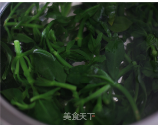 春天里的祛火野菜——姜末穿心莲的做法步骤：2