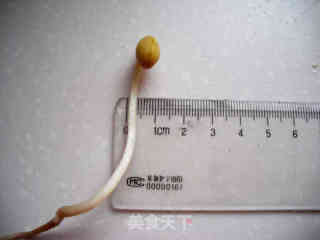 自发黄豆芽的做法步骤：16