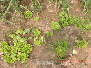 炒生菜！的做法步骤：1
