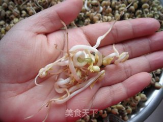 如何在低温季节生发绿豆芽的做法步骤：14