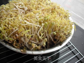 如何在低温季节生发绿豆芽的做法步骤：16