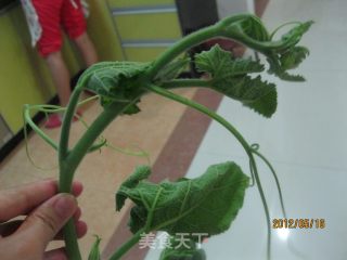 瓜苗肉丸汤的做法步骤：1