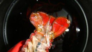 清蒸小龙虾的做法步骤：5