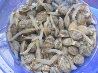酱烧花蛤的做法步骤：2