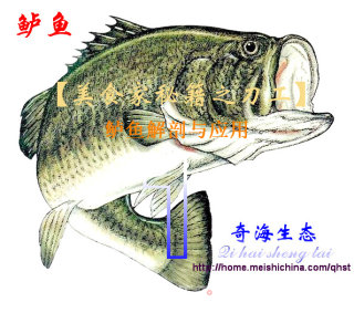 一鱼多吃之《鲈鱼身价豆腐汤》的做法步骤：12