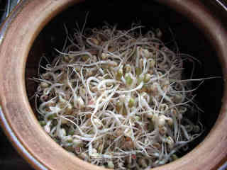 砂锅生绿豆芽的做法步骤：7