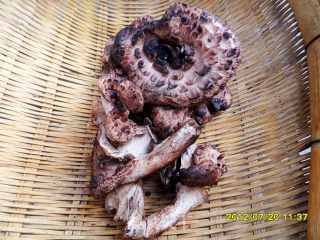 油炸虎掌菌的做法步骤：1