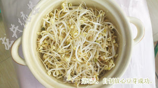 自制放心豆芽的做法步骤：6