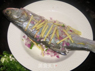 姜葱蒸马友鱼的做法步骤：2