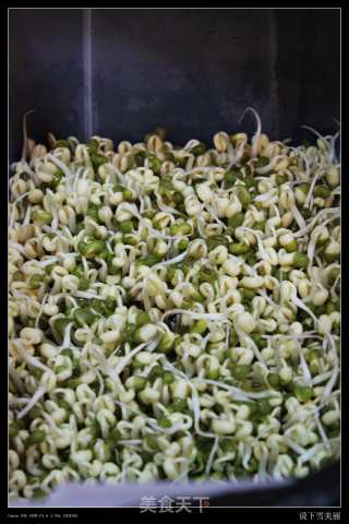 新鲜出炉家庭自制豆芽-爽口豆芽的做法步骤：13