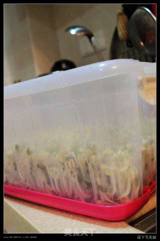 新鲜出炉家庭自制豆芽-爽口豆芽的做法步骤：15