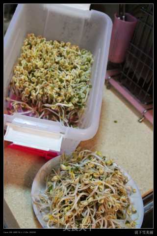新鲜出炉家庭自制豆芽-爽口豆芽的做法步骤：17