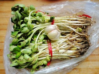 美味家学小炒之--蒜茸黑豆苗的做法步骤：1