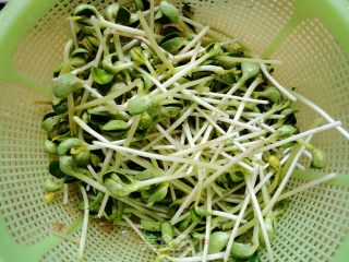 美味家学小炒之--蒜茸黑豆苗的做法步骤：3
