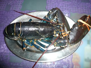 和味羌蒽野生藍龍蝦的做法步骤：1