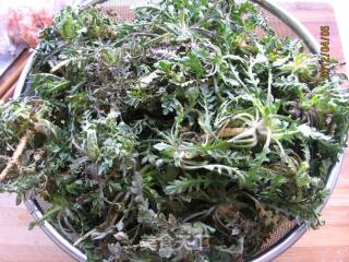荠菜蛋卷的做法步骤：1