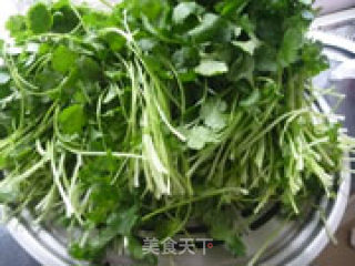 自制香菜粉的做法步骤：3