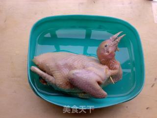 玫瑰露鸽子的做法步骤：4