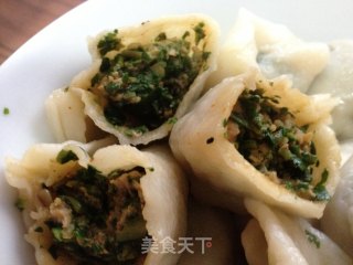 春季养生野味婆婆丁饺子的做法步骤：3