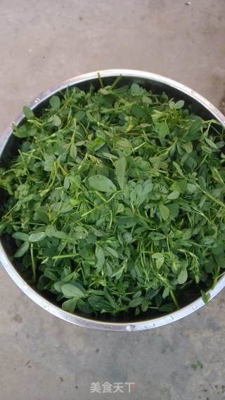 苜蓿草馅包子的做法步骤：3