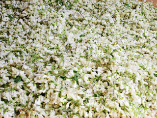 又是一年槐花香---槐花包子的做法步骤：1