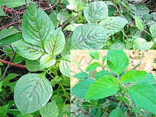 蒜末清炒野苋菜的做法步骤：1