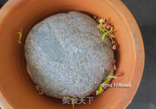 自己在家发豆芽的做法步骤：10
