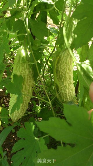 苦瓜回锅肉的做法步骤：24