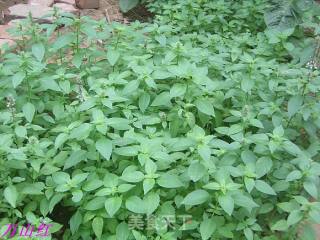 凉拌特色香草蔬菜---荆芥的做法步骤：1