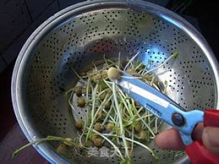 自发豌豆芽的做法步骤：9