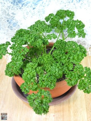 自制欧芹粉（巴西里粉）的做法步骤：5