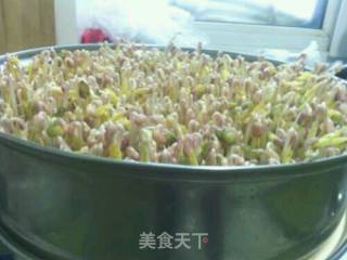 自发绿豆芽的做法步骤：7