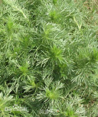 蒸茵陈的做法步骤：1