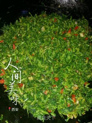 土豆泥苜蓿芽菜  也叫土豆苜蓿芽然然菜的做法步骤：5