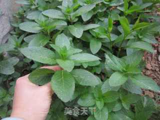 感受春天的味道--香炸薄荷的做法步骤：1