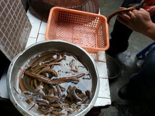 盘龙黄鳝的做法步骤：1